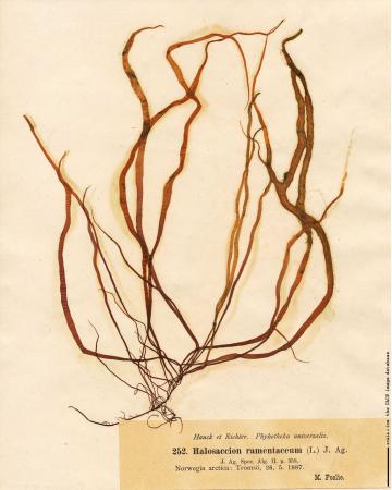 Devaleraea ramentacea.jpg